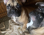 Собаки в Санкт-Петербурге: Очаровательная девочка французского бульдога Девочка, 40 000 руб. - фото 7