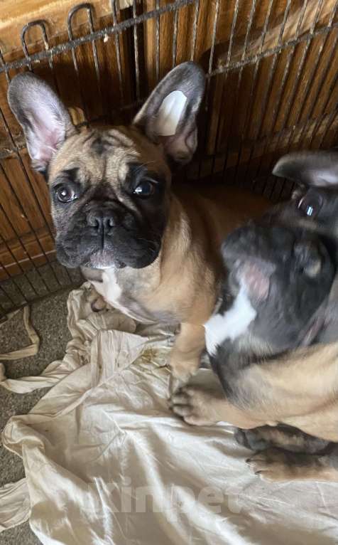 Собаки в Санкт-Петербурге: Очаровательная девочка французского бульдога Девочка, 40 000 руб. - фото 7