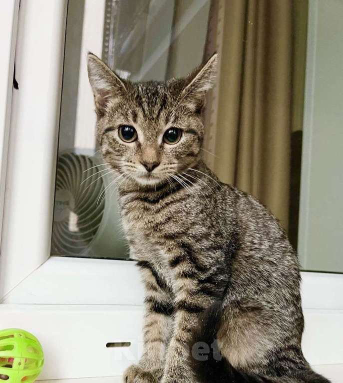 Кошки в Москве: Котенок Тося - полосатая девочка в добрые руки Девочка, Бесплатно - фото 5