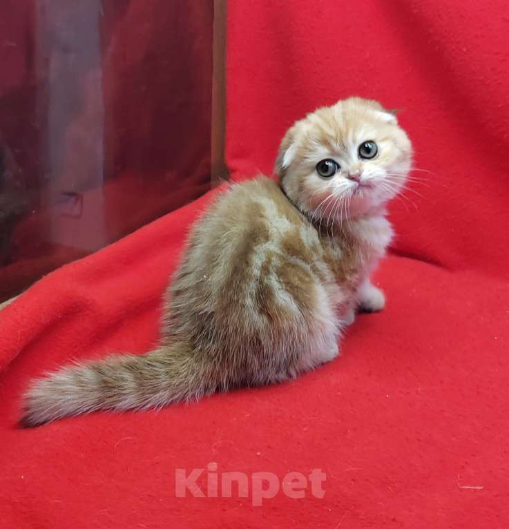 Кошки в Москве: Золотая мраморная малышка Девочка, 45 000 руб. - фото 8