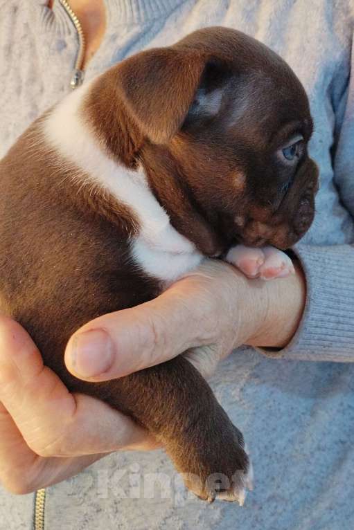 Собаки в других городах Ростовской области: Щенок Американский булли  Мальчик, 50 000 руб. - фото 1