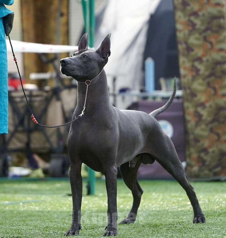 Собаки в Великом Новгороде: Девочки Ксолоитцкуинтли Стандарт  Девочка, 180 000 руб. - фото 6