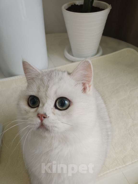 Кошки в Москве: Британский мальчик ш Нила серебро Мальчик, 60 000 руб. - фото 3