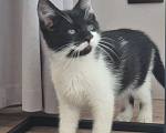 Кошки в Краснодаре: Котенок в добрые руки Мальчик, Бесплатно - фото 3