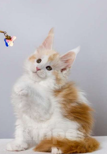 Кошки в других городах Ленинградской области: Котята мейн кун котик Мальчик, 50 000 руб. - фото 2