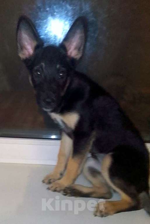 Собаки в Москве: Восточноевропейская овчарка щенок суки Девочка, 10 000 руб. - фото 8