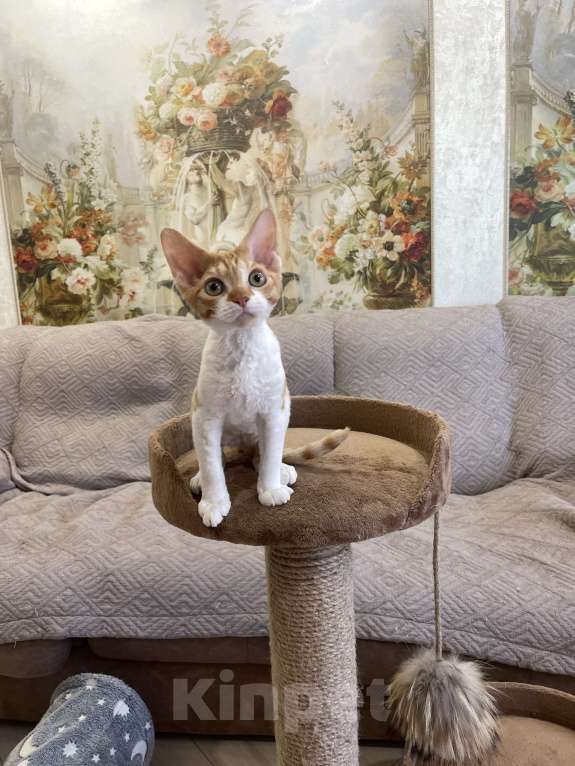 Кошки в Москве: Котенок девон-рекс Девочка, 55 000 руб. - фото 2