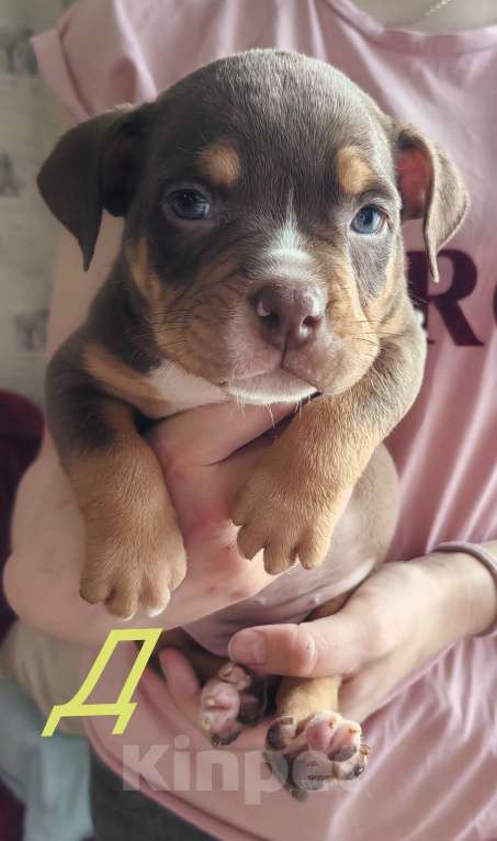 Собаки в Прокопьевске: Американский булли Девочка, 60 000 руб. - фото 1