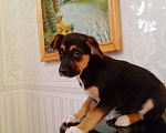 Собаки в Нижнем Новгороде: Отдаю в добрые руки щенка  Девочка, 1 руб. - фото 2