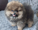 Собаки в Москве: Щенок померанского шпица Мальчик, 60 000 руб. - фото 3