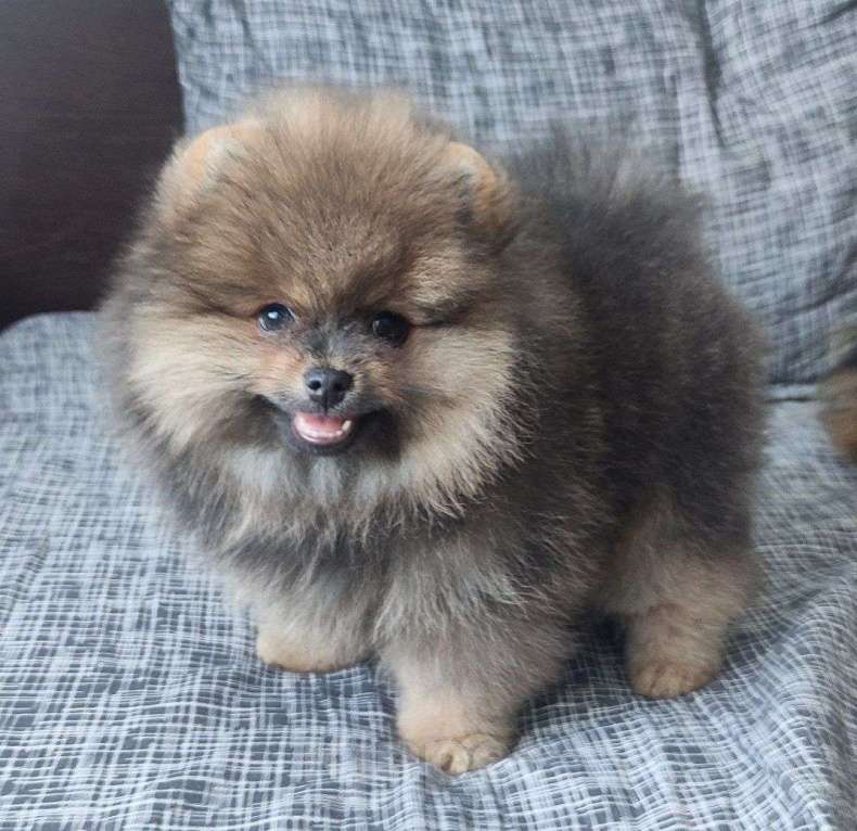 Собаки в Москве: Щенок померанского шпица Мальчик, 60 000 руб. - фото 3