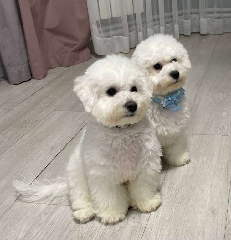 Собаки в Москве: Щенки бишон фризе Мальчик, 120 000 руб. - фото 4