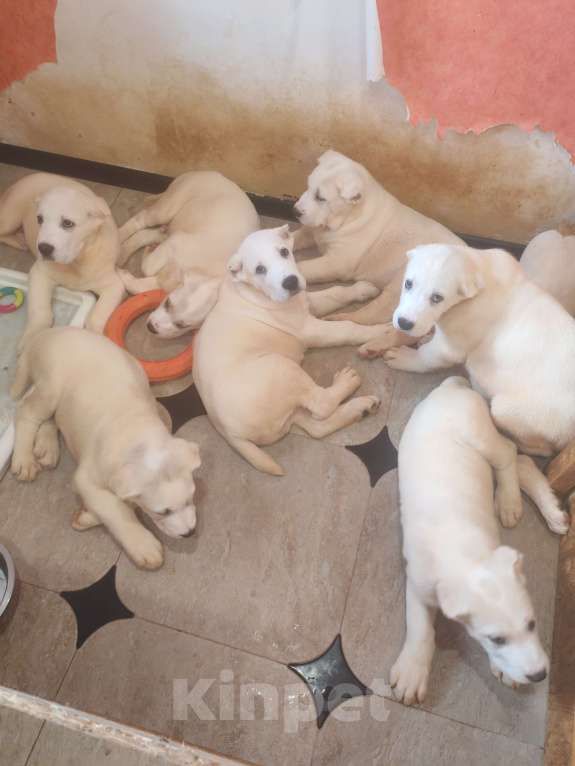 Собаки в Краснодаре: Привитые с документами щенки среднеазитской овчарки. От родителей чемпионов Разнополые, Бесплатно - фото 1