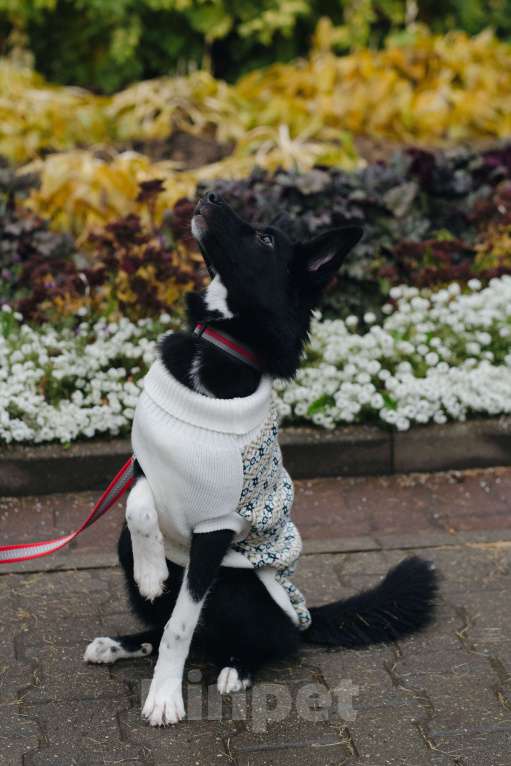 Собаки в Костроме: Бэллочка в поиске дома.  Девочка, Бесплатно - фото 8