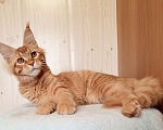 Кошки в Владимире: Кот , мейн-кун , красный тигр Мальчик, 45 000 руб. - фото 2