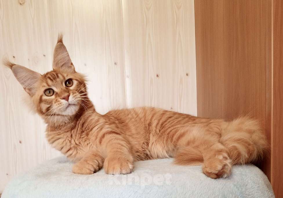 Кошки в Владимире: Кот , мейн-кун , красный тигр Мальчик, 45 000 руб. - фото 2