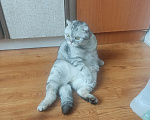 Кошки в Москве: Кот в добрые руки Мальчик, Бесплатно - фото 3