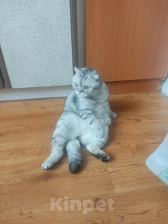 Кошки в Москве: Кот в добрые руки Мальчик, Бесплатно - фото 3