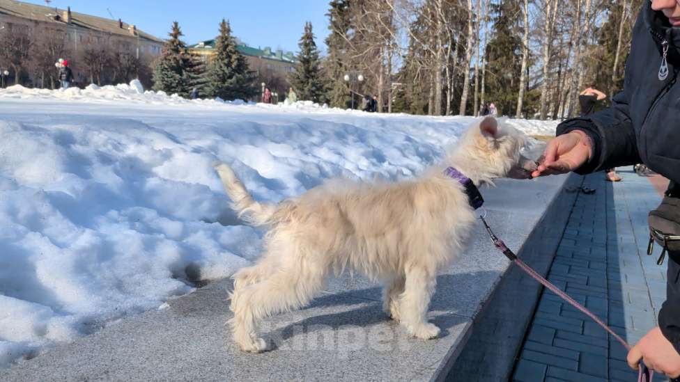 Собаки в Йошкаре-Оле: Щенок китайской хохлатой собаки Девочка, 45 000 руб. - фото 8