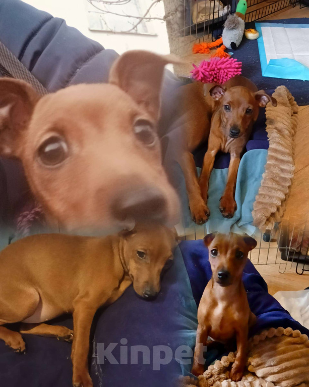 Собаки в Москве: Щенкок цвергпинчера Девочка, 50 000 руб. - фото 1