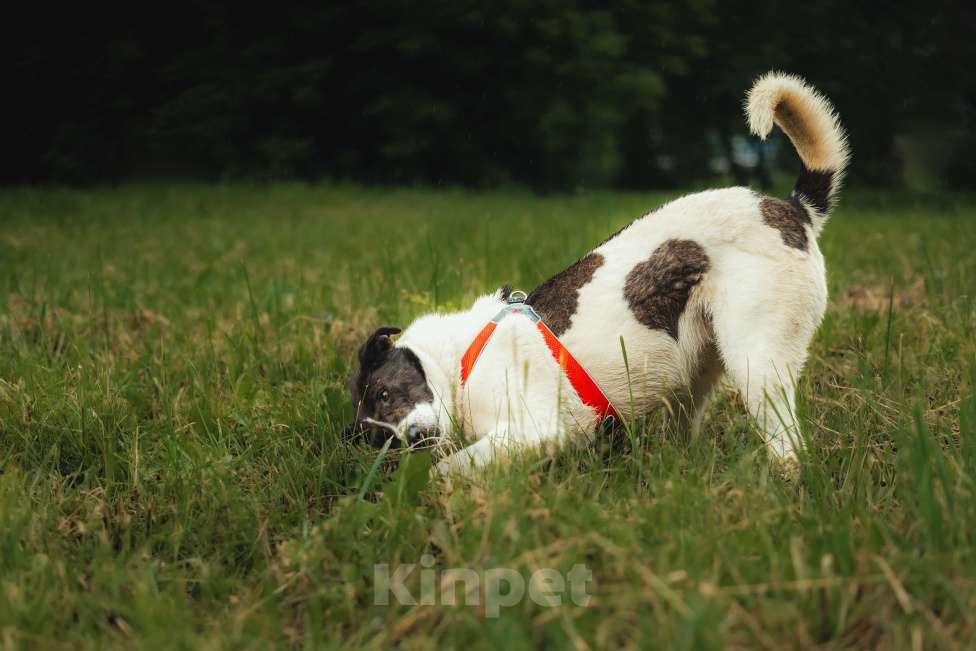 Собаки в Москве: Элли ищет дом Девочка, Бесплатно - фото 8