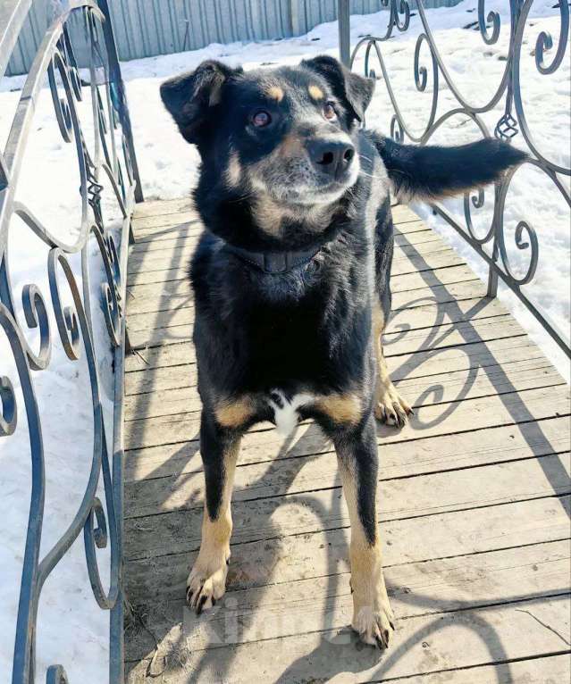 Собаки в Москве: Умный, верный, ласковый пес Жорж ищет дом Мальчик, Бесплатно - фото 3