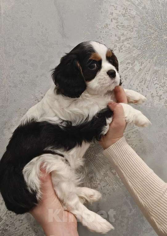 Собаки в Санкт-Петербурге: Кавалер Кинг Чарльз спаниель Мальчик, 100 руб. - фото 1