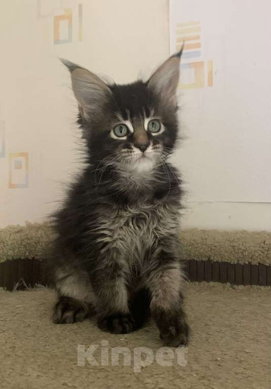 Кошки в Пушкино: КОТЯТА МЕЙН-КУН Мальчик, 45 000 руб. - фото 4