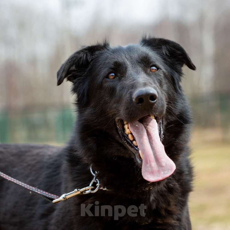 Собаки в Москве: Вальтер Мальчик, Бесплатно - фото 24