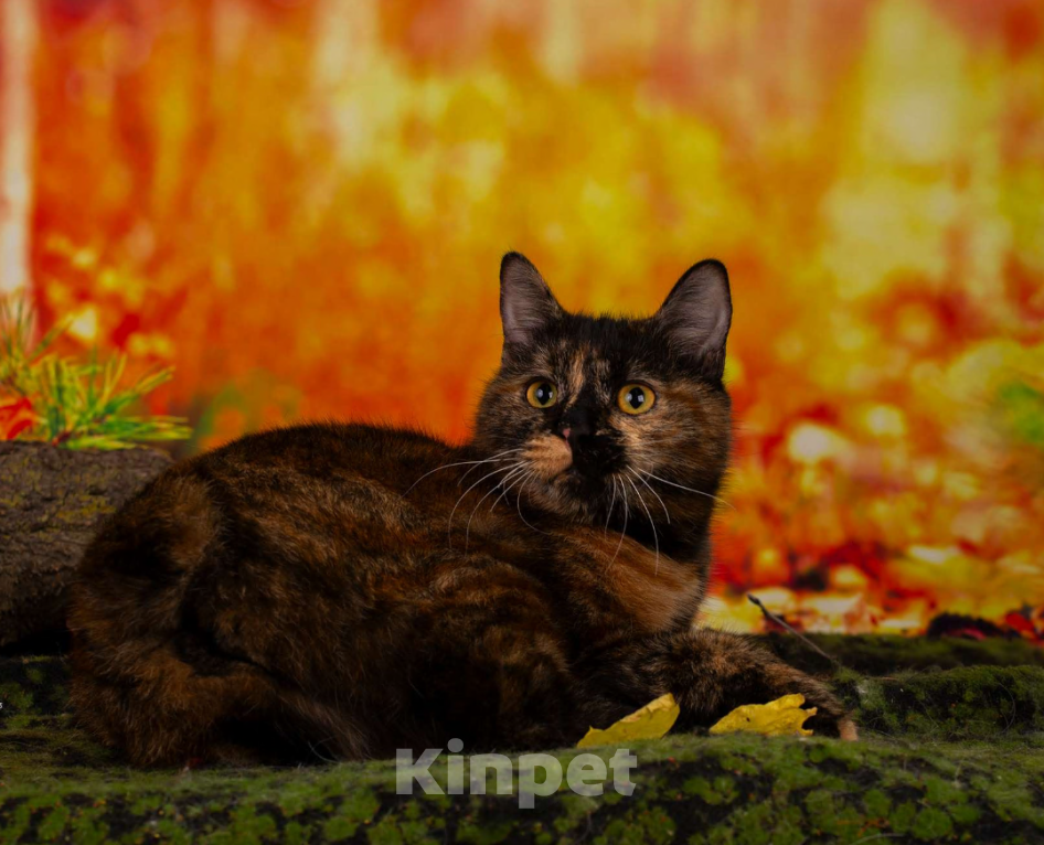 Кошки в Санкт-Петербурге: Котята курильского бобтейла  Девочка, 25 000 руб. - фото 2