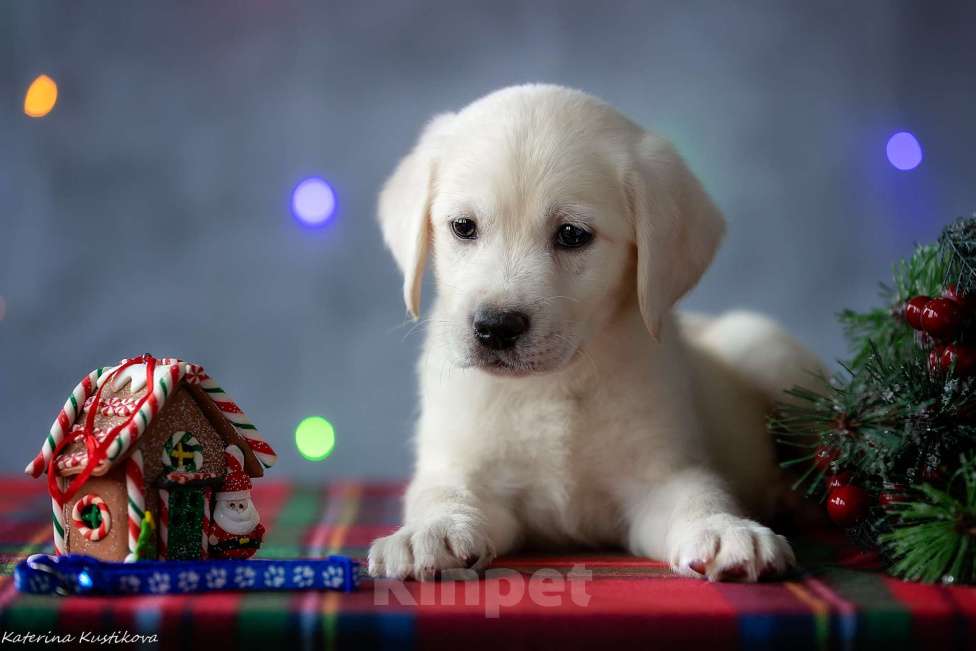 Собаки в Москве: Щенок лабрадора  Мальчик, 80 000 руб. - фото 4