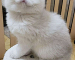Кошки в Калуге: Серебристая шиншилла  Девочка, 70 000 руб. - фото 4