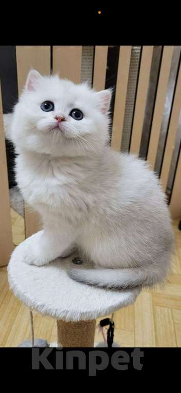 Кошки в Калуге: Серебристая шиншилла  Девочка, 70 000 руб. - фото 4