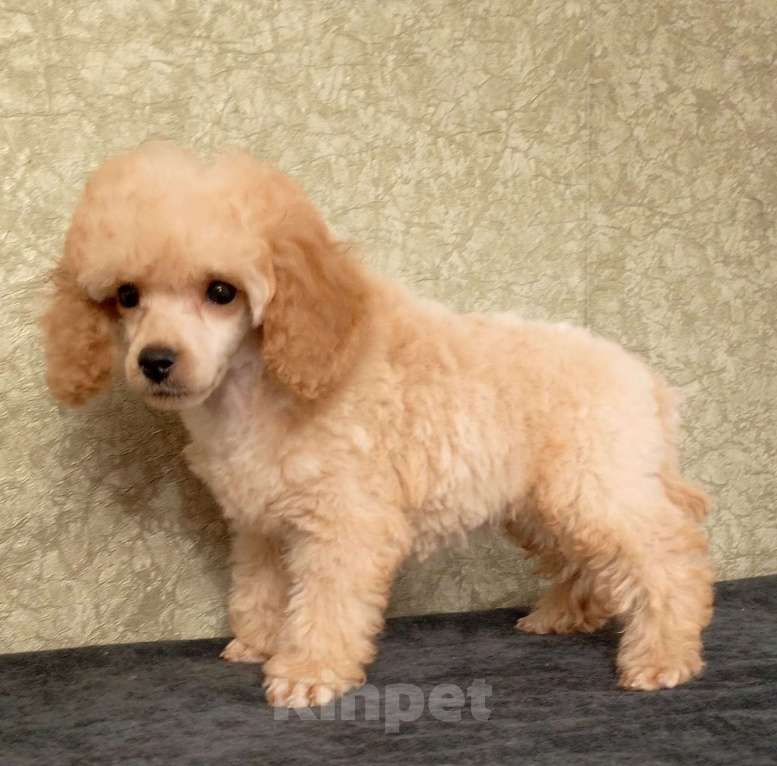 Собаки в Санкт-Петербурге: Рыжики. Девочка, 50 000 руб. - фото 6