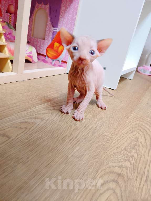 Кошки в Люберцах: Канадский сфинкс Разнополые, 15 000 руб. - фото 5