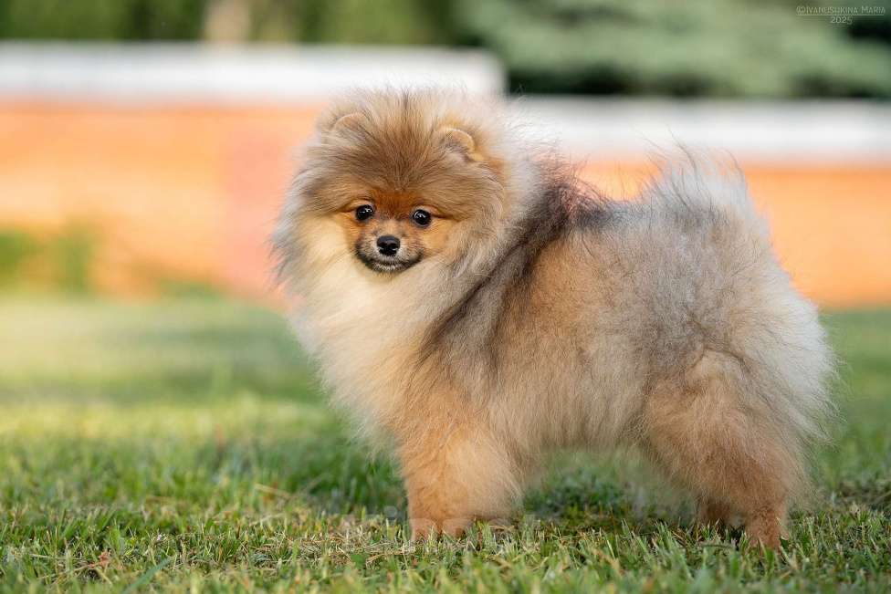 Собаки в Москве: Шпиц померанский с подарками Девочка, 70 000 руб. - фото 3