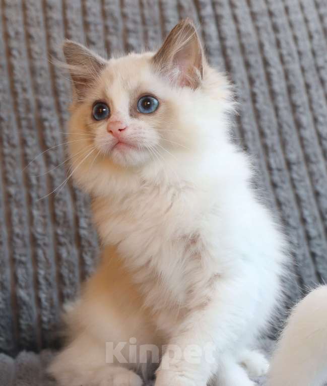 Кошки в Санкт-Петербурге: Рэгдолл котенок 3 месяца с документами питомник Девочка, 45 000 руб. - фото 5
