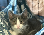 Кошки в Сосновом Бору: Котенок Кексик Мальчик, Бесплатно - фото 6