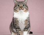 Кошки в Москве: Метис британской породы кот Бриз Мальчик, Бесплатно - фото 2