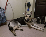 Собаки в Красноярске: Кобель для вязки Мальчик, 1 руб. - фото 2