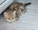 Кошки в Кингисеппе: Котики, 11 000 руб. - фото 2