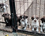 Собаки в Тюмени: Продам щенков Дойч Дратхаара от рабочих родителей. Девочка, 7 000 руб. - фото 1