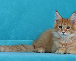 Кошки в Мытищах: Котенок Мейн-кун Мальчик, 40 000 руб. - фото 8