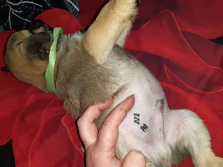 Мопс мальчик 3 мес