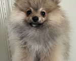 Собаки в Калининграде: Померанский шпиц  Мальчик, 28 000 руб. - фото 4