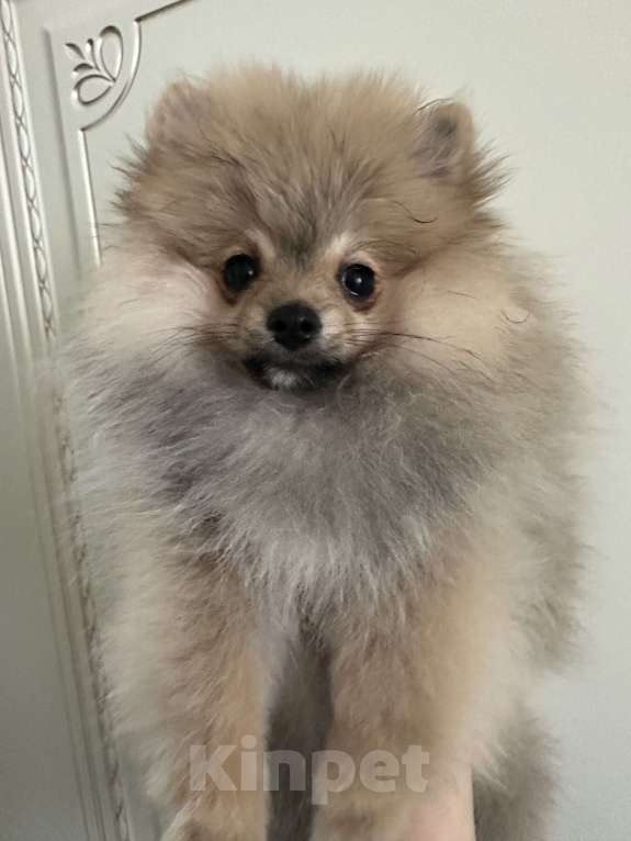 Собаки в Калининграде: Померанский шпиц  Мальчик, 28 000 руб. - фото 4