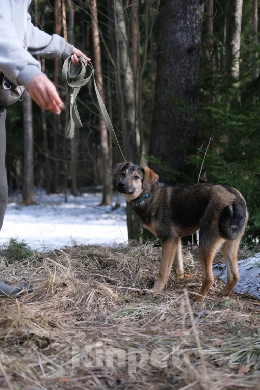 Собаки в Москве: Щенок в добрые руки Мальчик, Бесплатно - фото 9