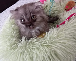 Кошки в Люберцах: Малышу Тоби очень нужна семья Мальчик, Бесплатно - фото 8