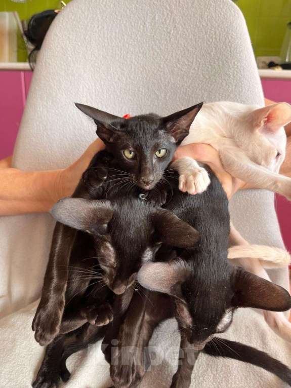 Кошки в других городах Ленинградской области: Ориентальный  красавчик, черная классика Мальчик, 50 000 руб. - фото 3