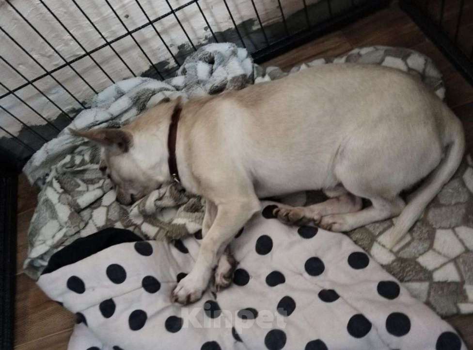 Собаки в других городах Московской области: Маленькие собачки ищут дом Мальчик, Бесплатно - фото 5